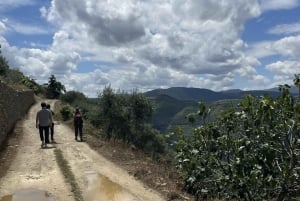 Долина Дору: 2 винодельни, обед на винодельне и 1 час на лодке