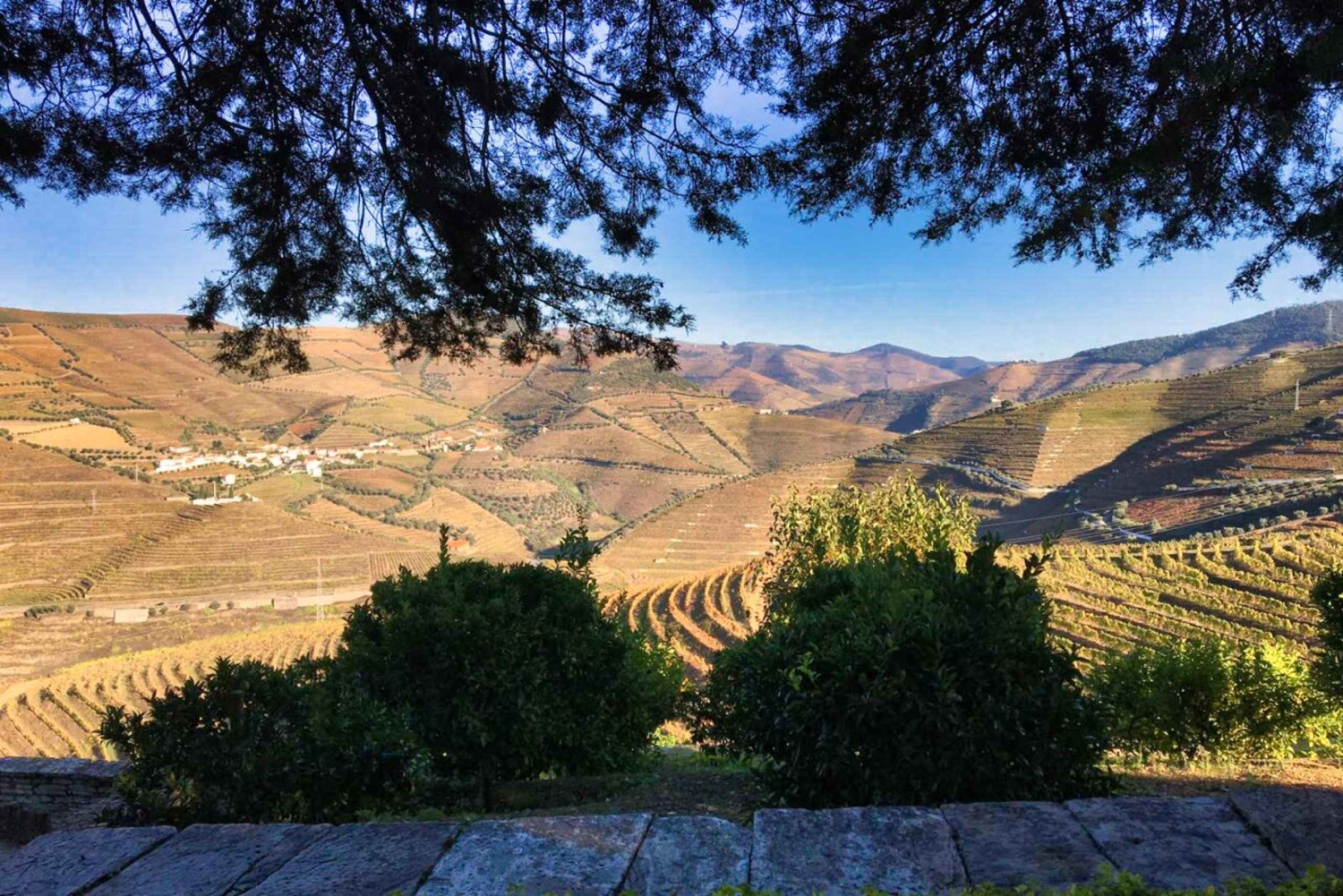Porto: Douro Valley Private Tour 2 Vineyards & River Cruise