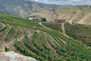 ポルト：ドウロ渓谷プライベート ツアー 2 つのブドウ園とリバー クルーズ