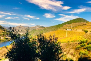 Porto: Douro Valley Private Tour 2 Vineyards & River Cruise