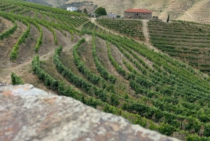 Porto: Douro Valley Private Tour 2 Vineyards & River Cruise