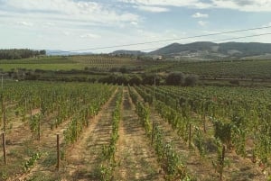 Porto : Visite de la vallée du Douro avec 3 dégustations, déjeuner et croisière Opt. Croisière