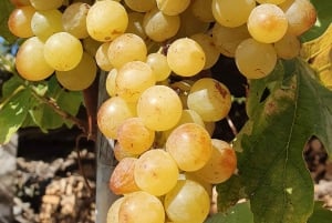 Oporto: Excursión por el Valle del Duero con cata de vinos, tour en barco y almuerzo