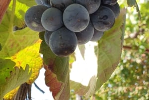 Oporto: Excursión por el Valle del Duero con cata de vinos, tour en barco y almuerzo