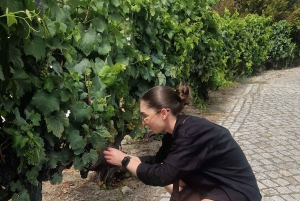 Porto: Tour della Valle del Douro con 2 cantine, pranzo e crociera