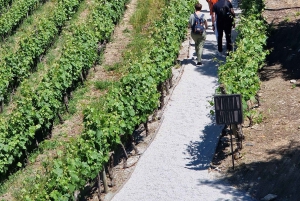 Porto: Tour della Valle del Douro con 2 cantine, pranzo e crociera
