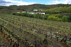 Porto: Visita ao Vale do Douro com 3 Adegas e Almoço