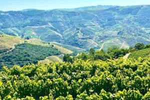 Porto: Tur i Douro-dalen med 3 vingårde og frokost
