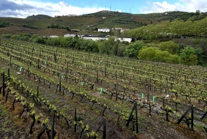 Porto: Tur i Douro-dalen med 3 vingårde og frokost