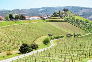 Porto: Douro Valley Tour with Wine Tasting, Cruise and Lunch