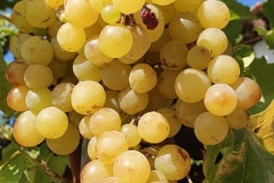 Porto: Visita ao Vale do Douro com prova de vinhos, cruzeiro guiado e almoço