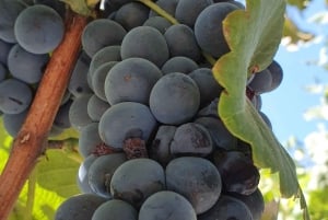 Porto: Visita ao Vale do Douro com prova de vinhos, cruzeiro guiado e almoço