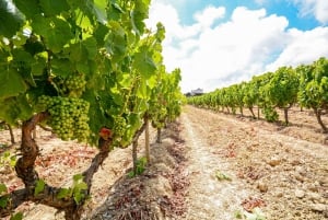 Porto: Visita ao Vale do Douro com almoço, provas e cruzeiro guiado