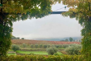 Porto : visite de la vallée du Douro avec dégustations, bateau et déjeuner