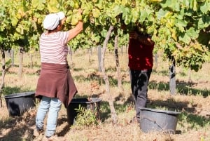 Porto: Green Wine Tasting and visit