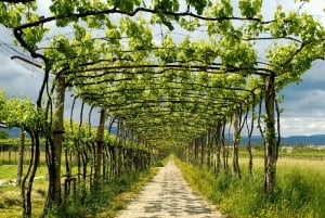 Porto: Green Wine Tasting and visit