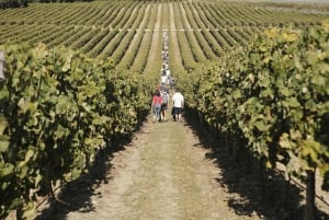 Porto: Green Wine Tasting and visit