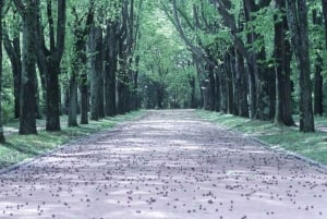 Porto: Halvdagssightseeing i Porto med en lokalinvånare