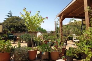 Porto: Matlagningskurs i portugisisk mat på terrassen