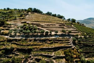 Porto: Tour Privado 4x4 no Vale do Douro com Almoço