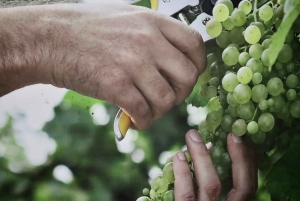 Porto: Private Tour Douro Valley/Winery SECXVIII /Boat/Lunch