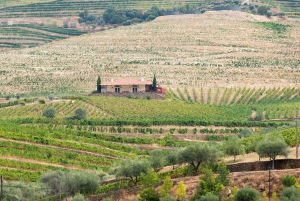 Porto: Private Tour Douro Valley/Winery SECXVIII /Boat/Lunch