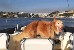 Porto: Tour privato in yacht sul fiume Douro - fino a 12 persone