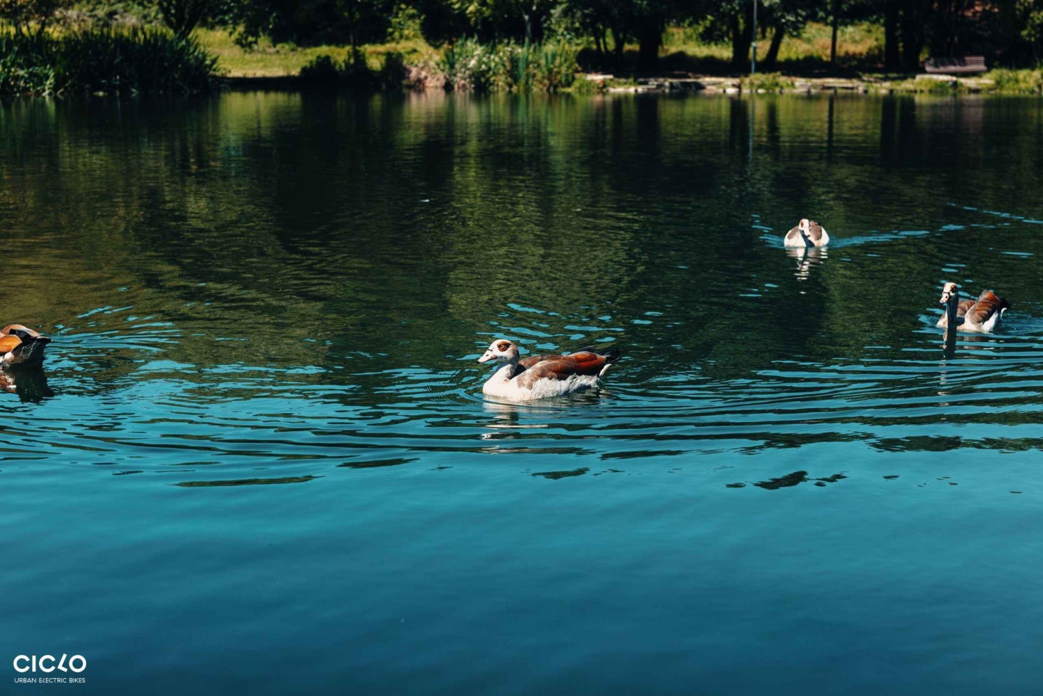 Porto Riverbank Tour på en elcykel: Atlantkusten, trädgårdar