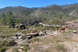 Porto: bading, fotturer, piknik i Gerês nasjonalpark