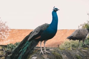 Porto: Taylor's Port Cellars & Smaking