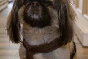 Porto: Kakelmålning och cocktails i centrum