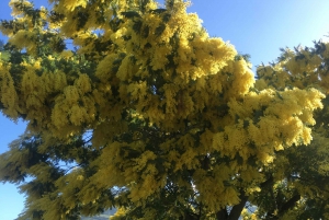 Privat omvisning i 4x4 fra Porto til Douro-dalen som en innfødt