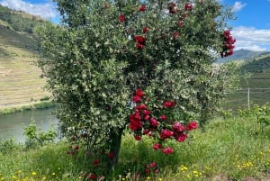 Privat omvisning i 4x4 fra Porto til Douro-dalen som en innfødt