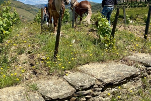Porto to Douro Valley Private tour in a 4x4 like a native