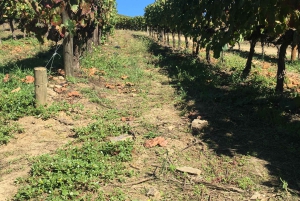 Porto to Douro Valley Private tour in a 4x4 like a native