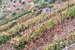 Porto to Douro Valley Private tour in a 4x4 like a native