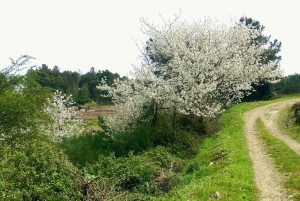 Porto to Douro Valley Private tour in a 4x4 like a native