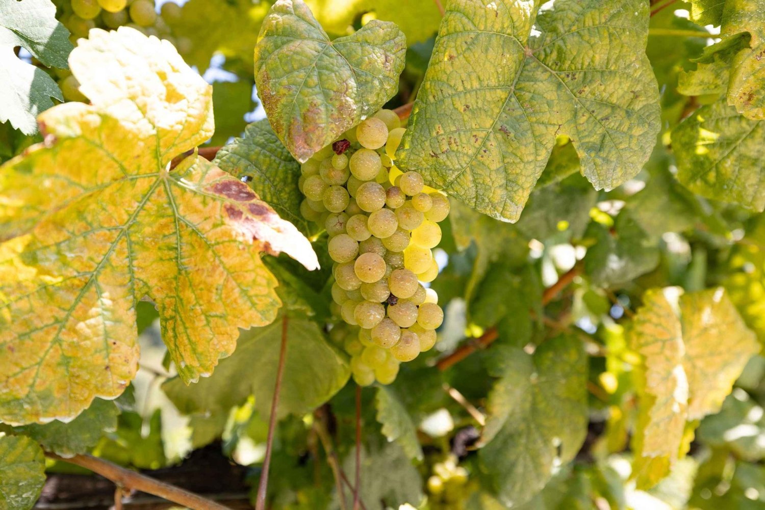 Tour di Porto: Braga e Guimarães - mezza giornata dove è nato il Portogallo!