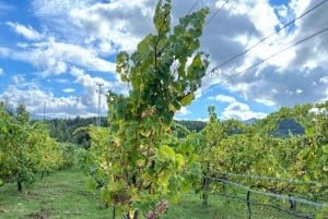 Porto: Vinho Verde Region Tour with 2 Wineries & Lunch