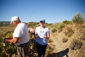Visite privée de la vallée du Douro en 4x4 avec dégustation de vins et pique-nique