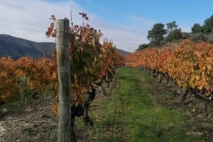 Visite privée de la vallée du Douro en 4x4 avec dégustation de vins et pique-nique