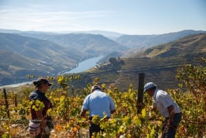 Visite privée de la vallée du Douro en 4x4 avec dégustation de vins et pique-nique