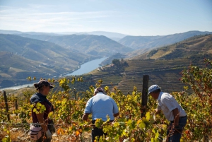 Privat Douro Valley 4WD-tur med vinprovning och picknick