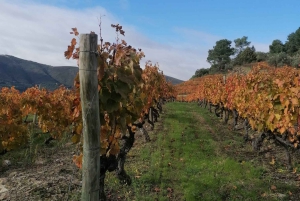 Privat Douro Valley 4WD-tur med vinprovning och picknick