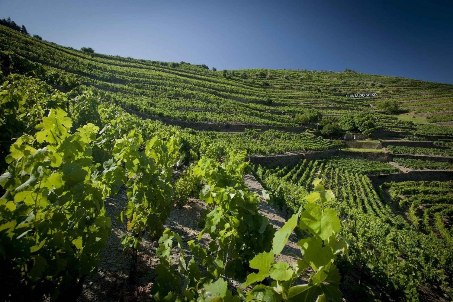 Private Luxury Wine & Food Tour in Douro