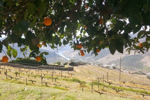 Private Tour: Douro Valley Wine and Food from Oporto