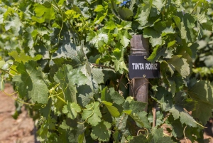 Régua: Vinprovning på en gård, traditionell lunch, kryssning och tåg