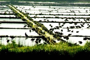 From Porto to Aveiro: Cruise, Aves, Salinas, Costa Nova, and Vista Alegre