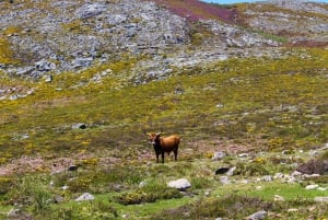 Tour durch den Parque Nacional Peneda-Gerês mit einem lokalen Führer