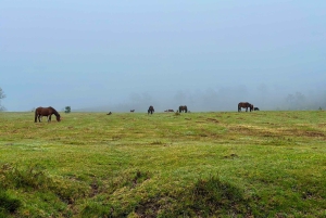 Wycieczka po Parku Narodowym Peneda-Gerês z lokalnym przewodnikiem